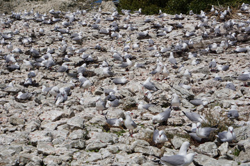 Seagull colony along an island's coast