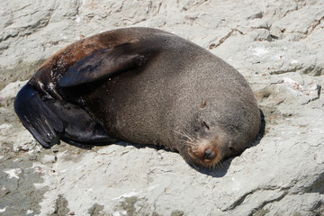 Cute seal resting on the shore