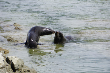 Obraz premium Seals mating