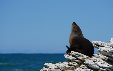 Seal pup sunbathing