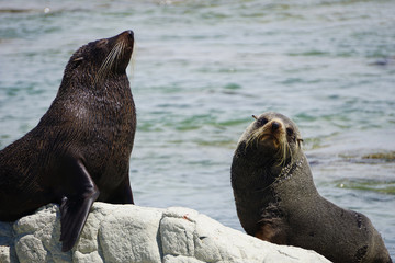 Two fur seal relaxing on the rocks