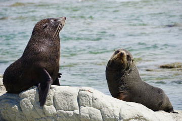 Obraz premium Couple of seals resting on the rocks