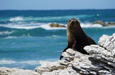 Fur seal sunbathing