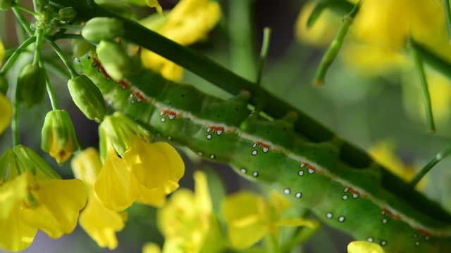 アヤモクメキリガの幼虫、つぼみ菜の花の蕾がお気に入り。ムシャムシャ食欲旺盛。からだが少し透けて中が動いてるようです。生命。昆虫素材