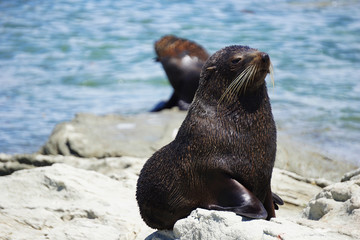 Naklejka premium Female seal on the coast