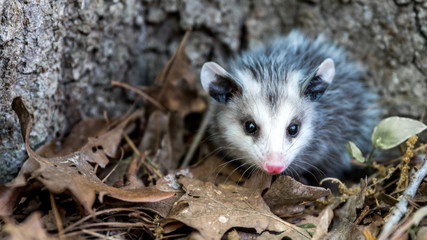 Baby opossum with pink nose standing in leaves in front of tree