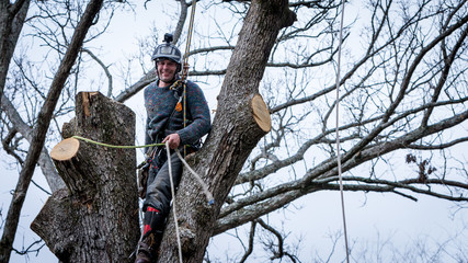 Worker with chainsaw  and helmet cutting down tree