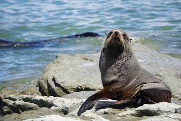 Cute fur seal