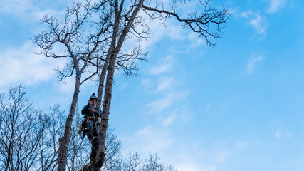 Worker with chainsaw  and helmet cutting down tree