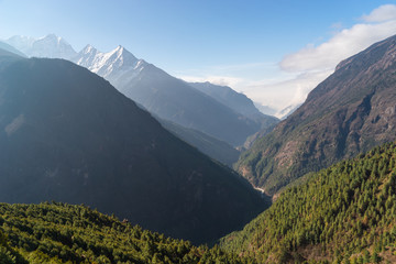 Pine tree forest in Himalaya mountains valley in Khumbu or Everest region, Nepal