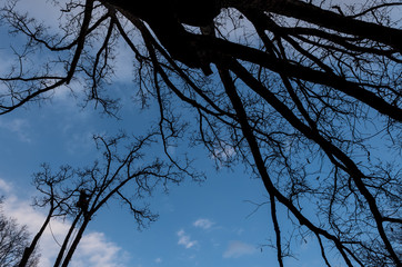 Worker with chainsaw  and helmet cutting down tree