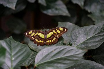 Butterfly resting on a leaf