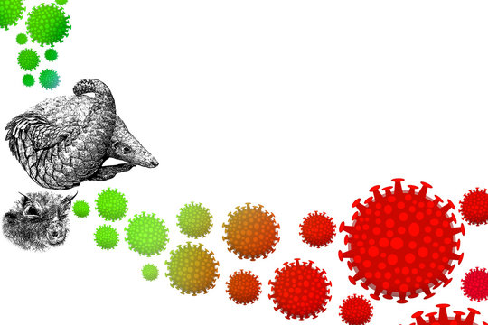 Drawing Of The Corona Virus In The Pangolin And Bat.