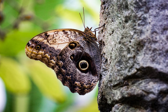 Giant Owl Moth