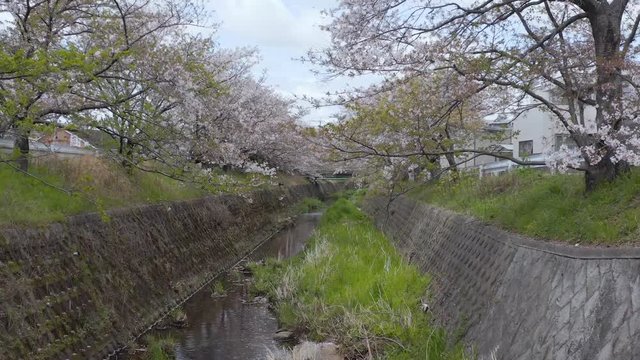 Sakura petals falling in spring over small canal, Shiga Japan