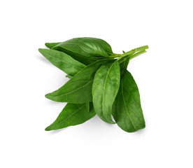 Andrographis paniculata plant on white background.