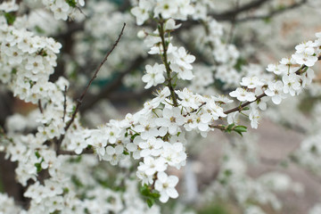 Spring blossoming apple tree