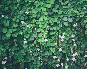 Vertical Green wall of Plant and white flower nature background.Eco living environment concept.