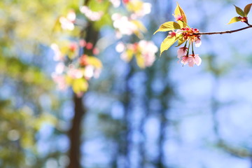 桜