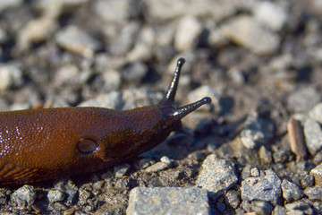 slug on the gravel