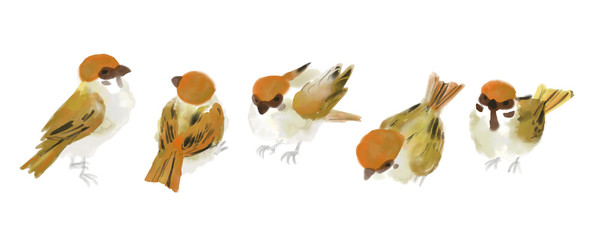 House sparrow,vector illust like watercolor