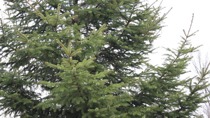 christmas tree branches