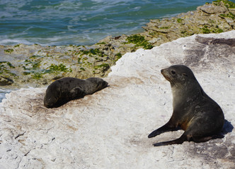 Two seals on the rock