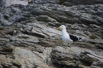 Seagull on the rock