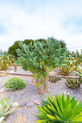 Argentina Cordoba opuntia quimilo cactus