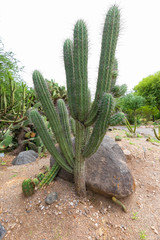 Argentina Cordoba stetsonia coryne cactus