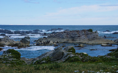Fototapeta na wymiar Seals on the shore