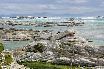 Seal colony in New Zealand