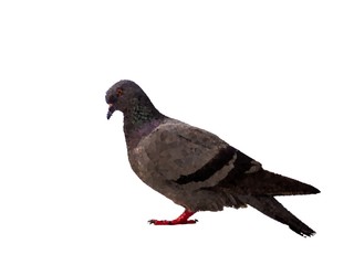 Abstract Triangles line bird pigeon isolated on white background wild feral green blue.