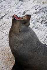 Seal