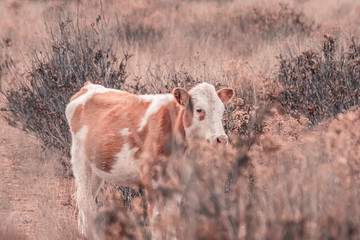 Vacas en el campo caminando entre la hierba