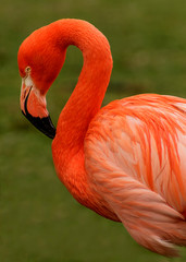 Close up picture of a pink flamingo 