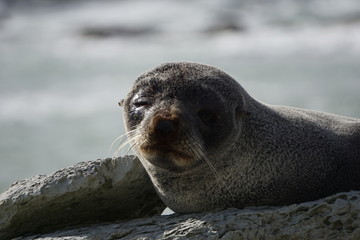 Naklejka premium Injured seal looking to the camera