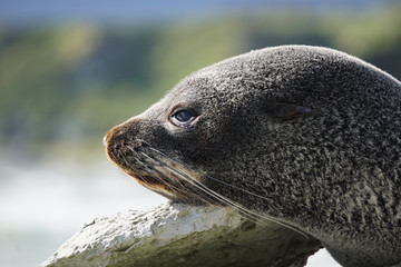 Obraz premium Seal resting on the rock