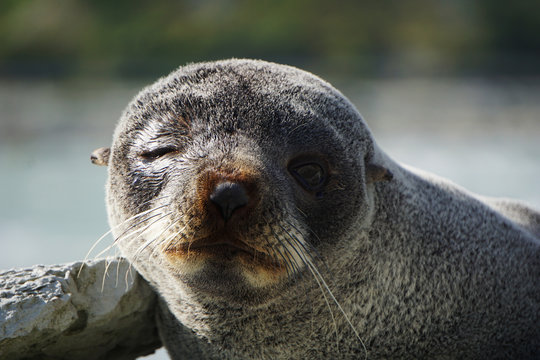 Injured scared seal