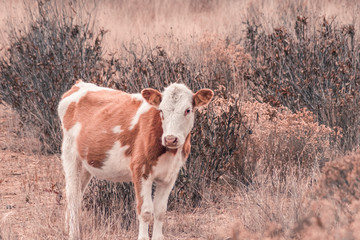 Vacas en el campo caminando entre la hierba