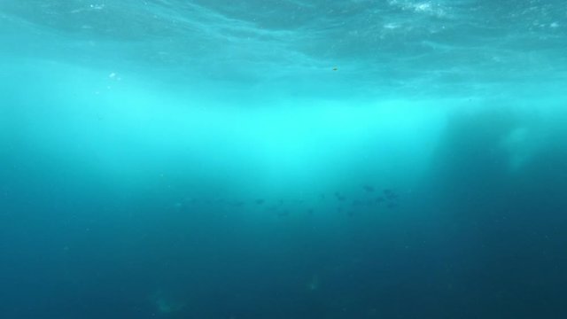 School of fish swimming in blue ocean, marine animals are underwater - Azores, Portugal