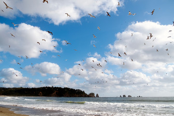 birds flying over the beach