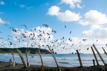 birds on the beach