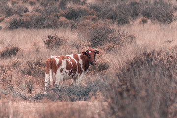 Vacas en el campo caminando entre la hierba