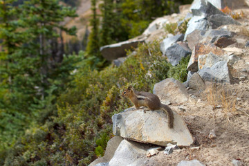 squirrel on the rock