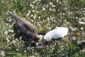 White and striped cats eat in a green meadow from one bowl in the sun. Feeding stray animals