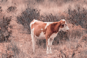 Vacas en el campo caminando entre la hierba