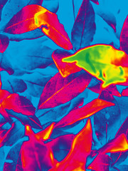 Fototapeta na wymiar bright colours . design . leaves . background picture