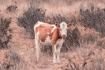 Vacas en el campo caminando entre la hierba