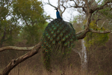 Stunning back pose of a beautiful peafowl or peacock sitting on a single branch of tree with awesome colors of peacock feather. Captured from jungle.